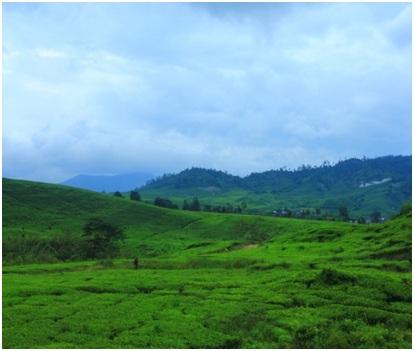 Kebun Teh Alahan Panjang